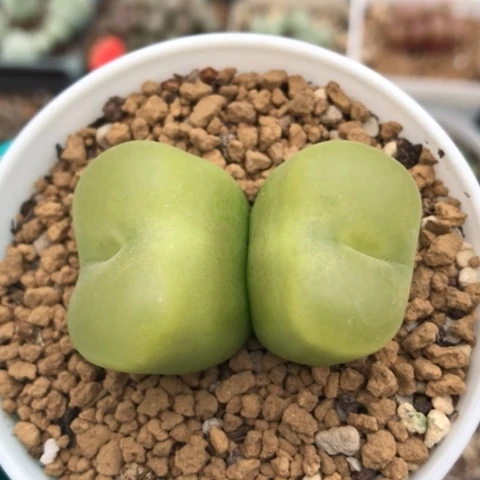 多肉肉锥 双头蟠桃