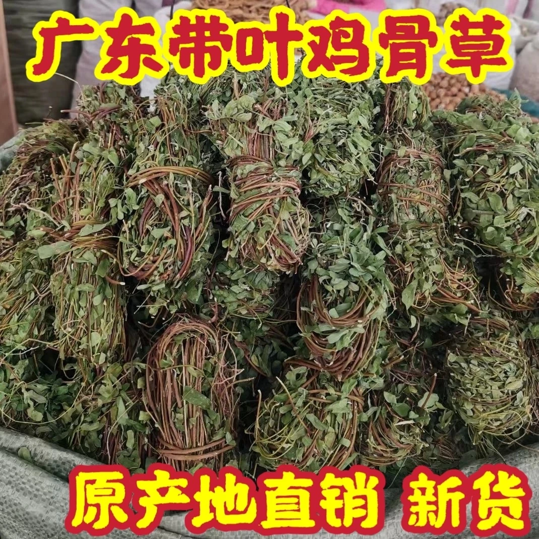精选有叶鸡骨草搭配枸杞泡茶煲汤