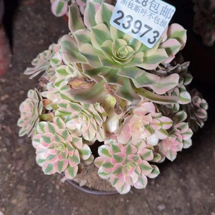 23973女巫多肉植物