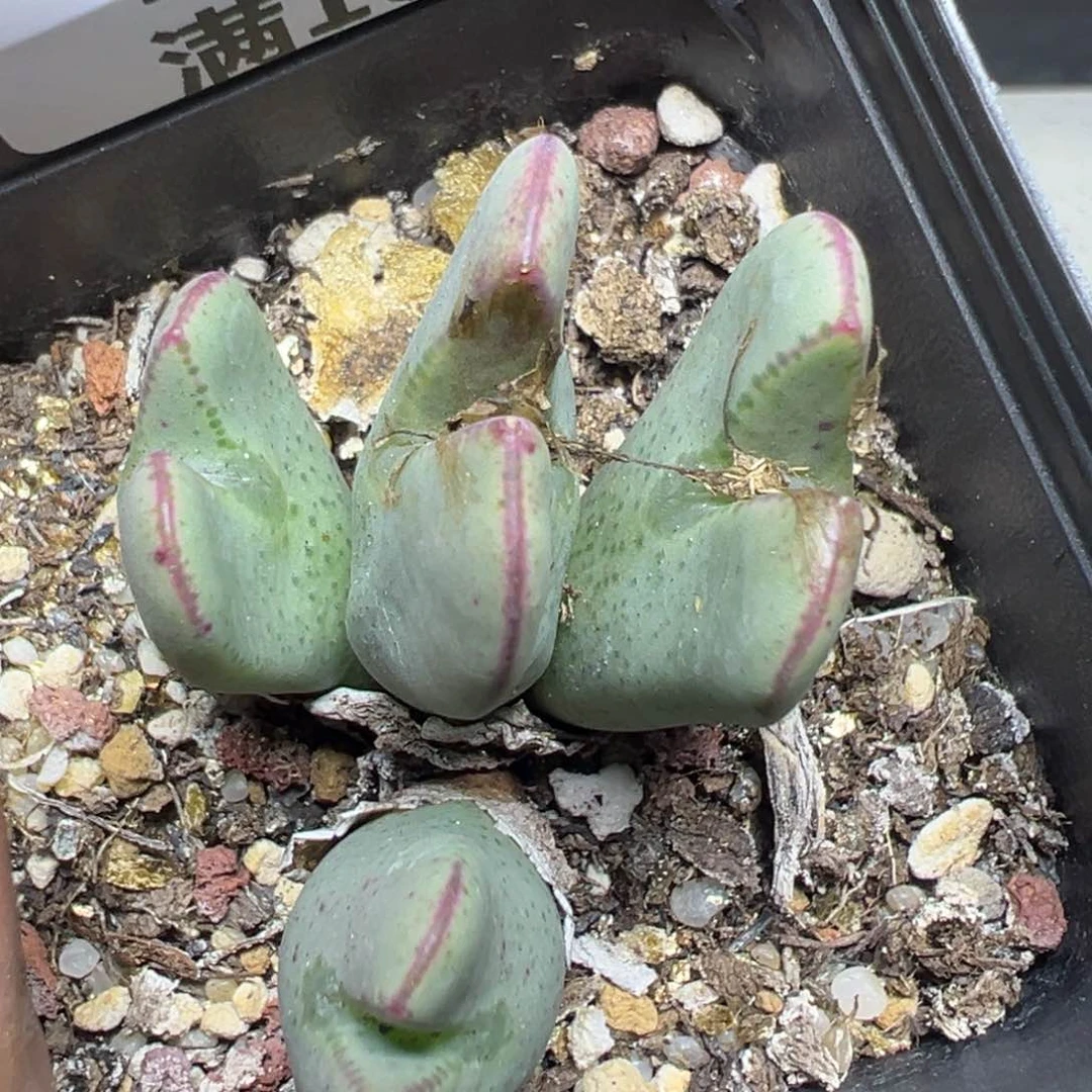 【闪购商品】 101。