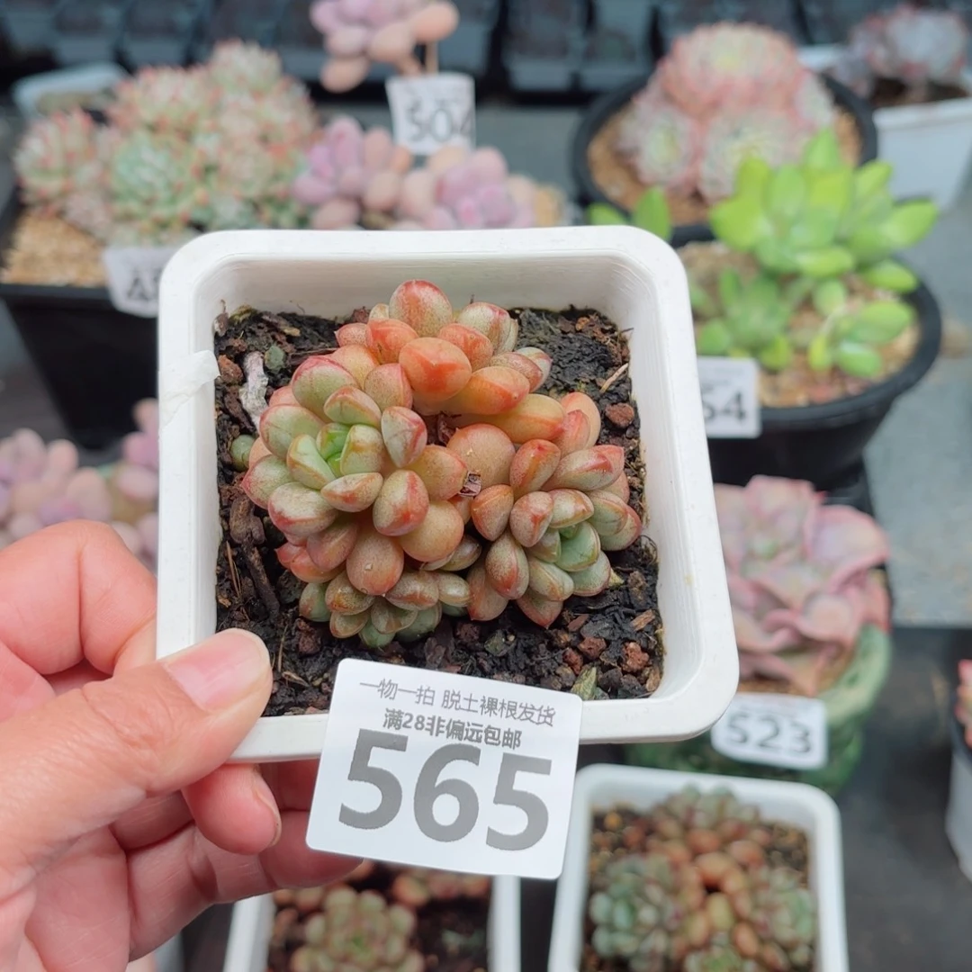 葡萄老桩多肉多肉