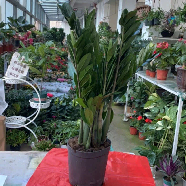 60-70公分老庄大苗金钱树室内好养易活四季常青绿植