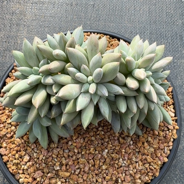 多肉植物哥特萝莉