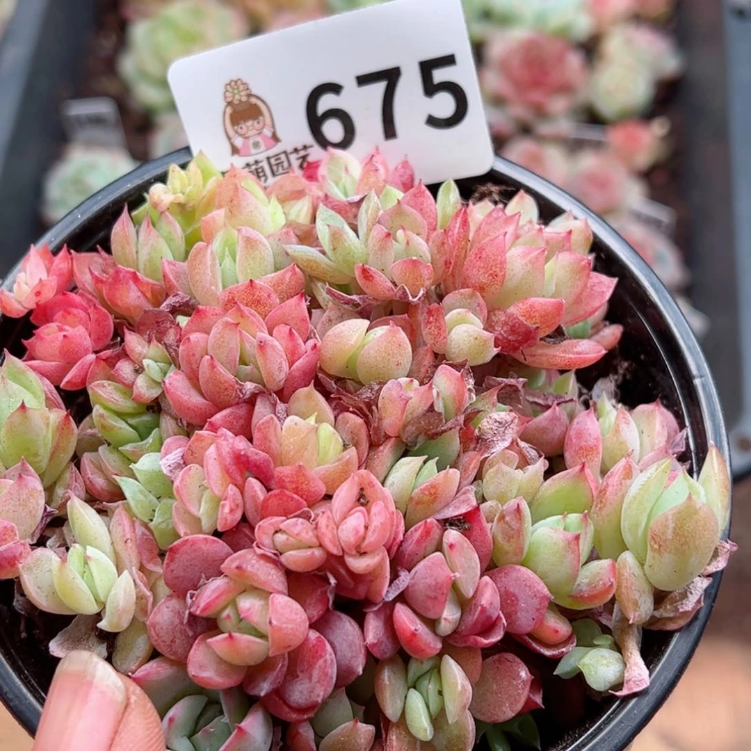 多肉植物多肉植物