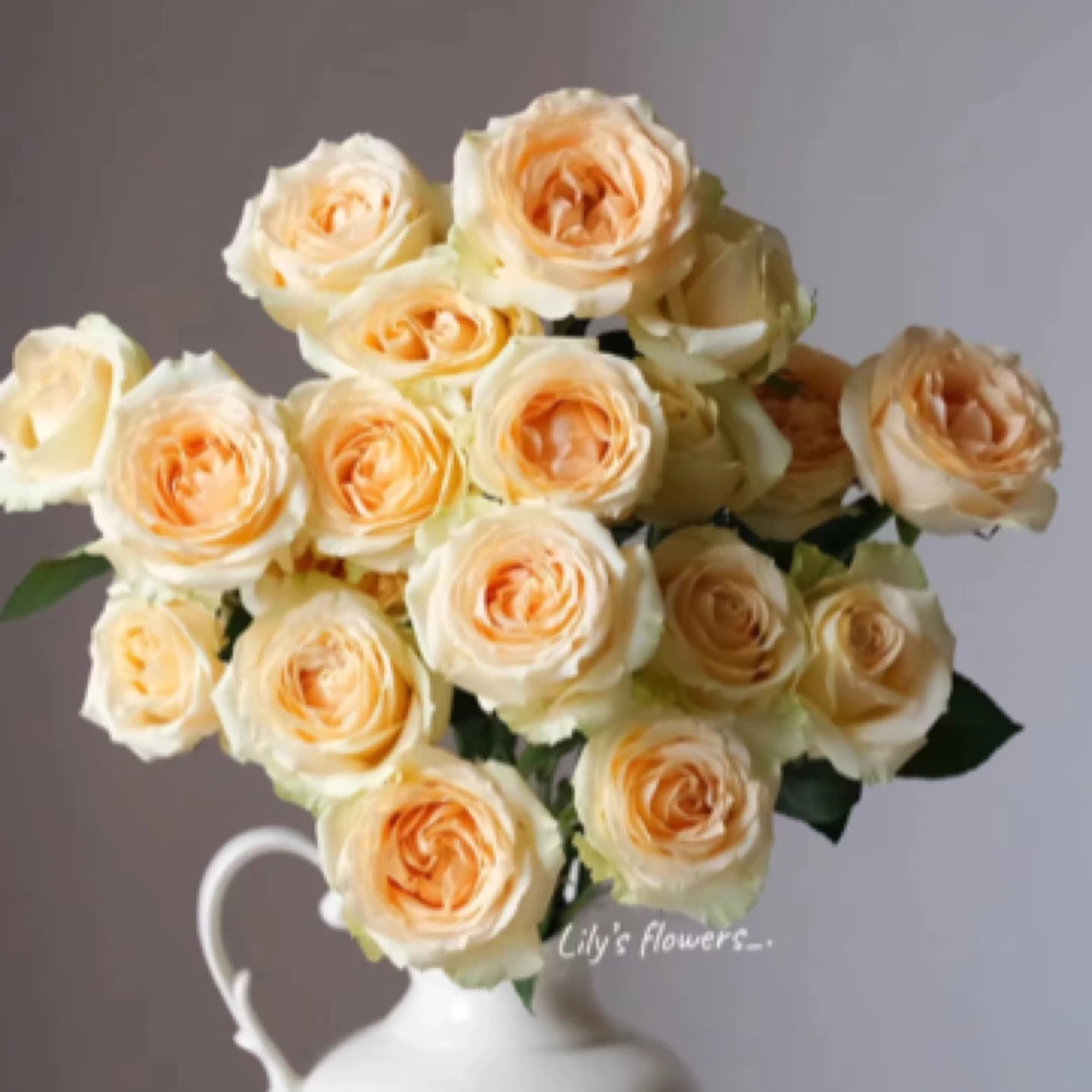 【微风花卉】蜜桃雪山单头玫瑰-2单升级京东冷链/EMS空运包邮