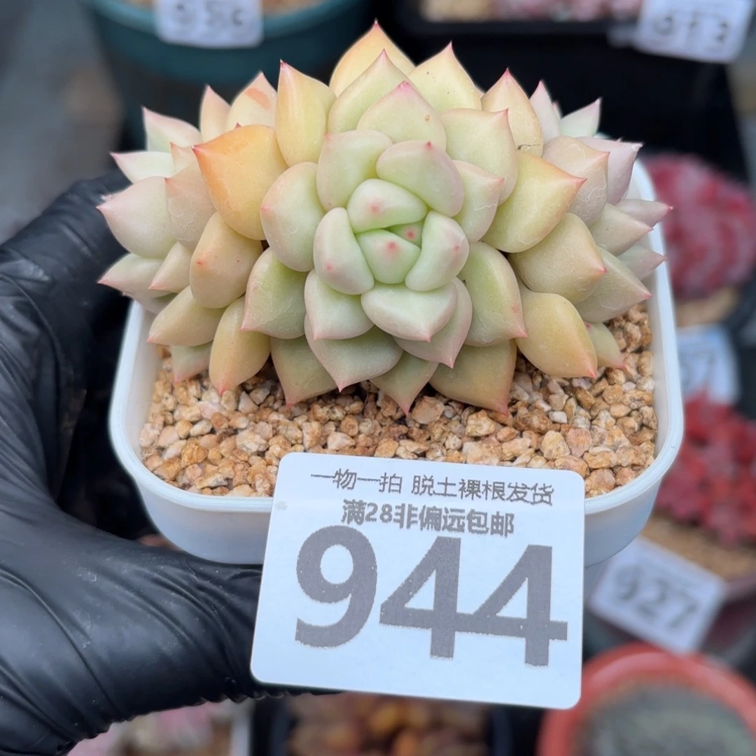 黄金象牙无盆土发货