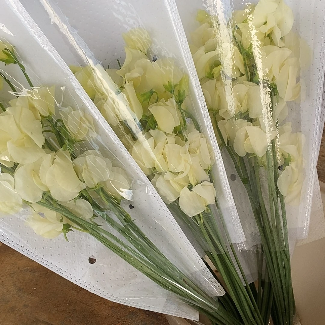 1扎长腿奶油白香豌豆花/不包邮、运费单拍