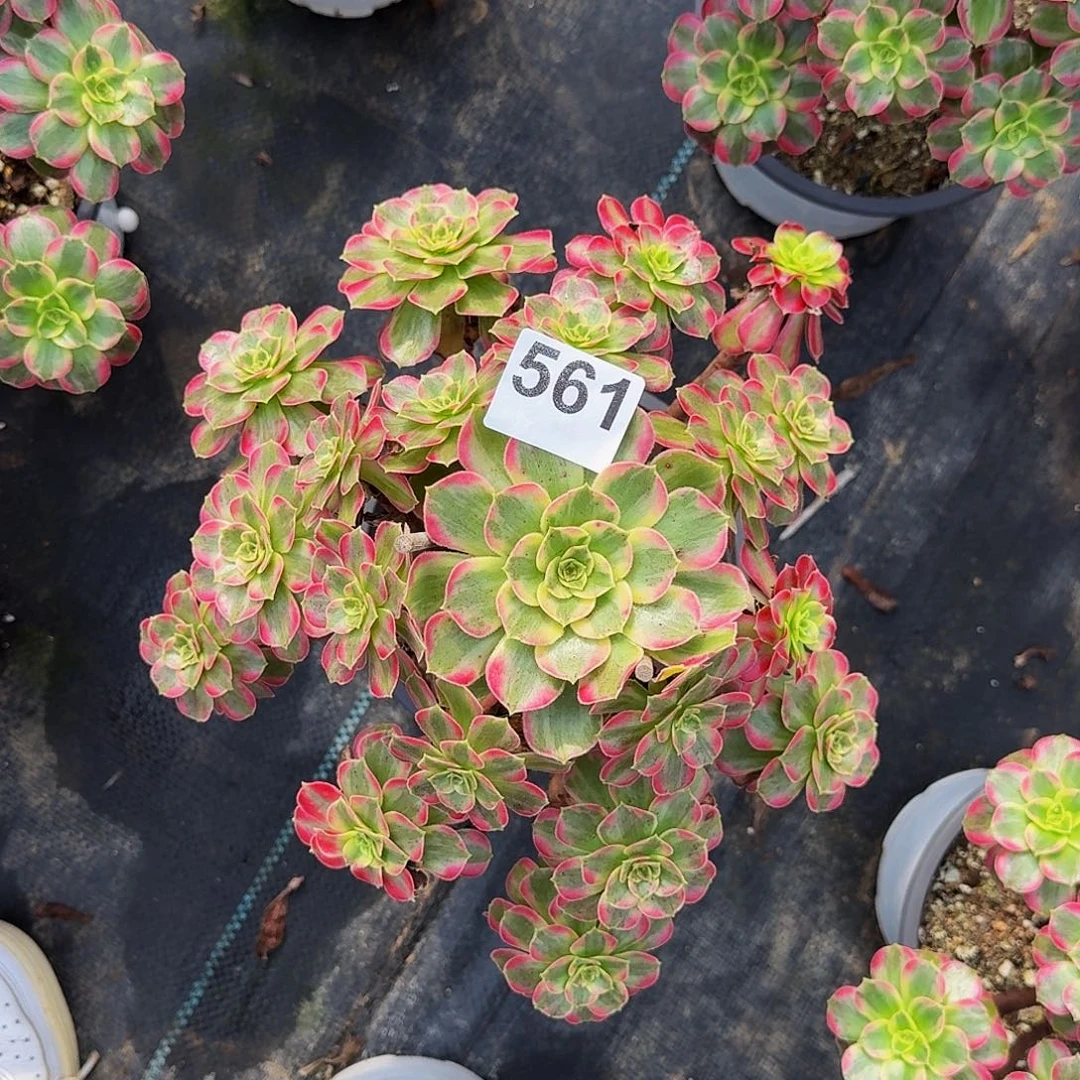 561安娜法师植物多肉