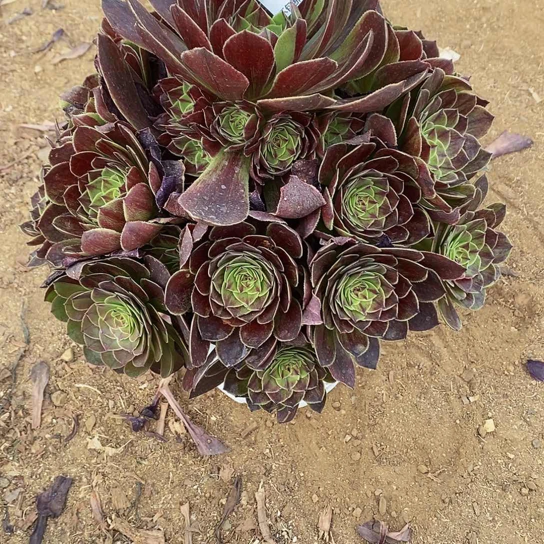 1885墨染多肉法师锦