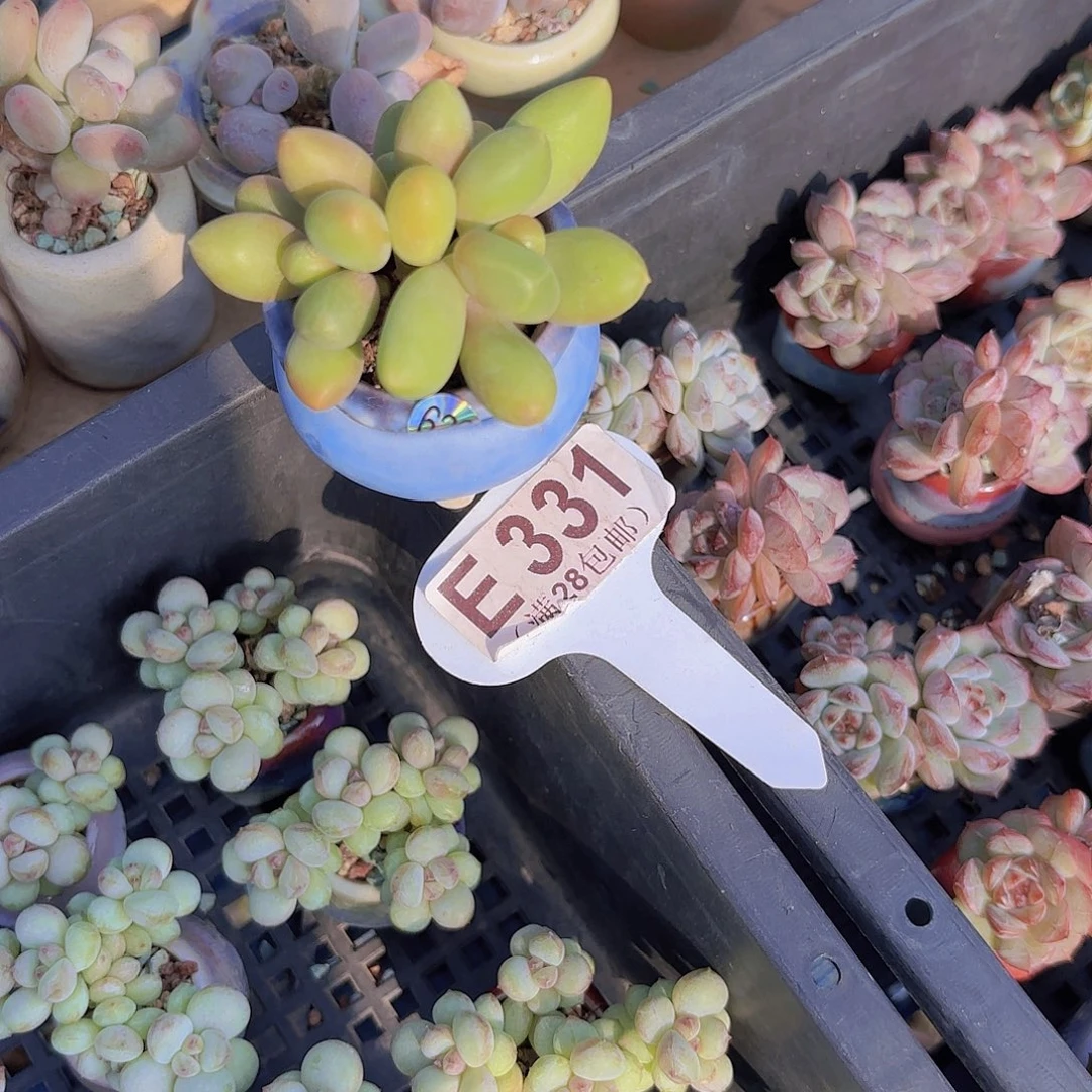 E331芒果奶一物一拍