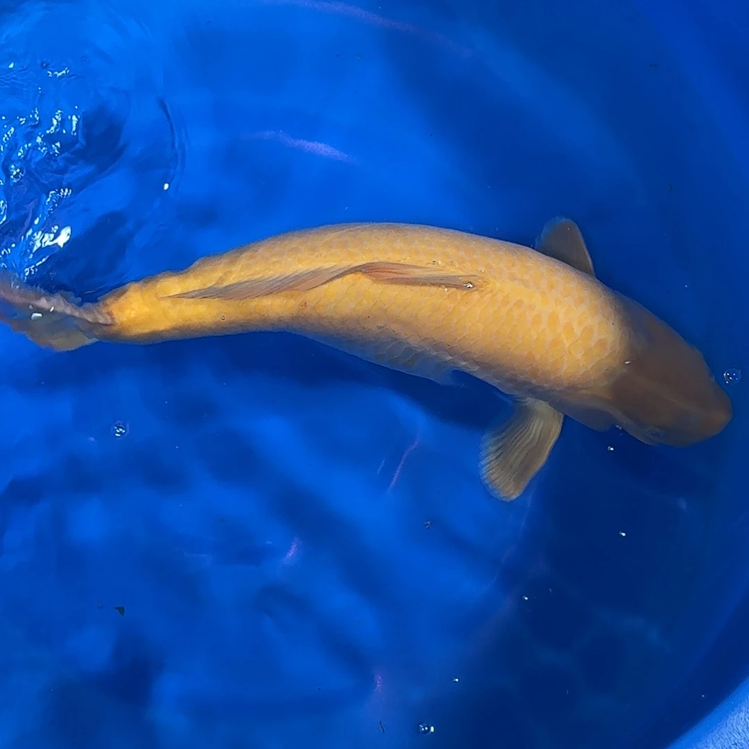 锦鲤爱屋杀手介子