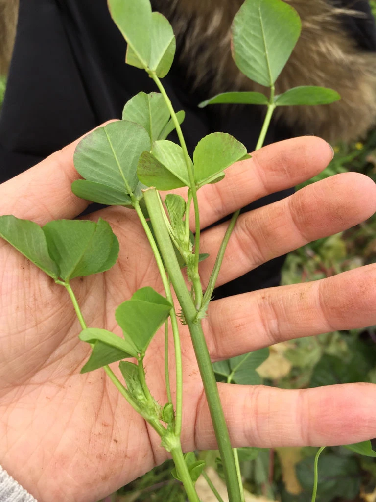 花生禾阔双封叶面肥