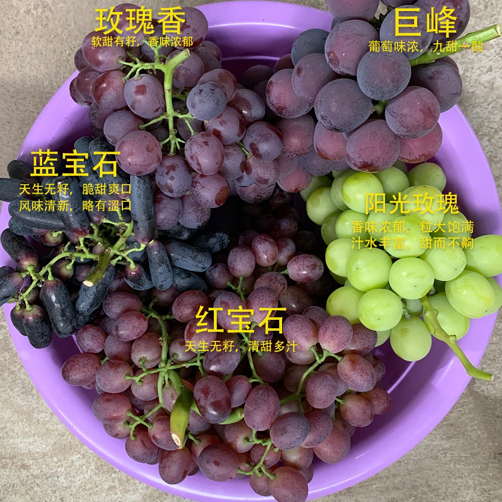 [葡萄盲盒]四色葡萄组合现摘净重4斤/5斤中秋节日礼盒山东烟台