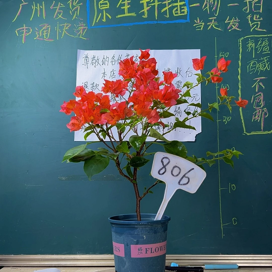 当前无花栽培后可以开花绿叶夕阳红 806