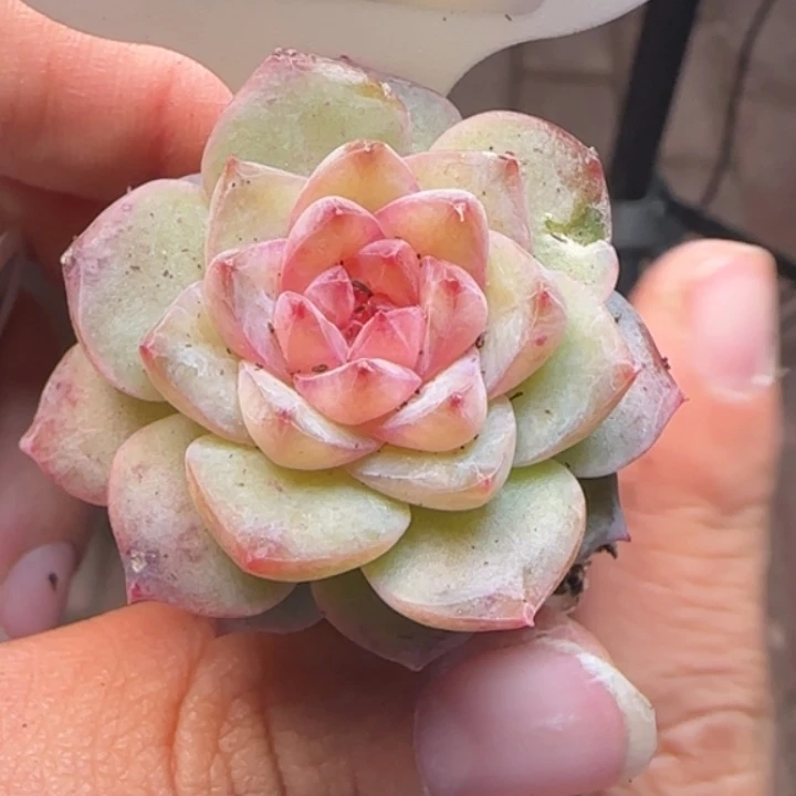 383号  糖心优选