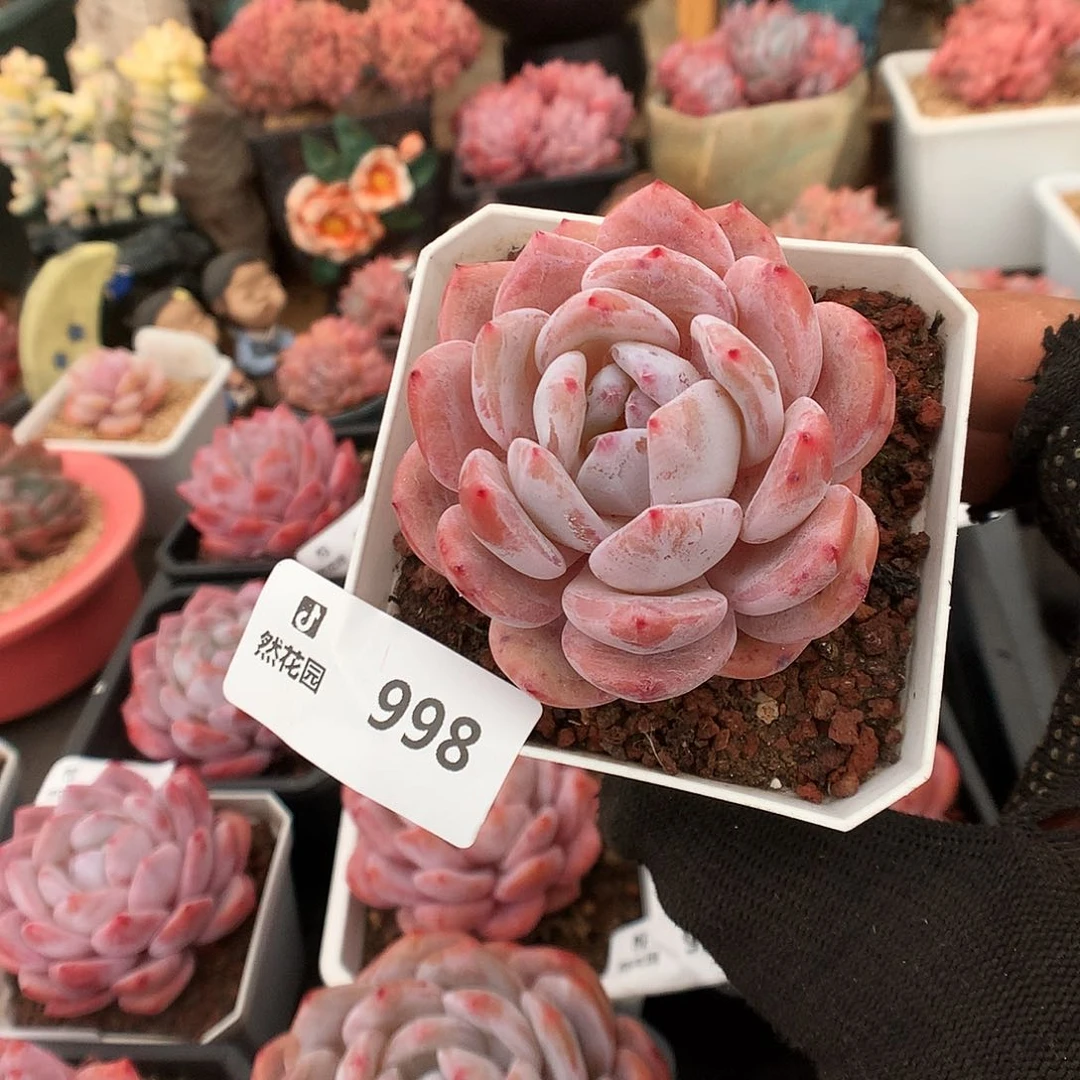 998粉星影多肉植物6666