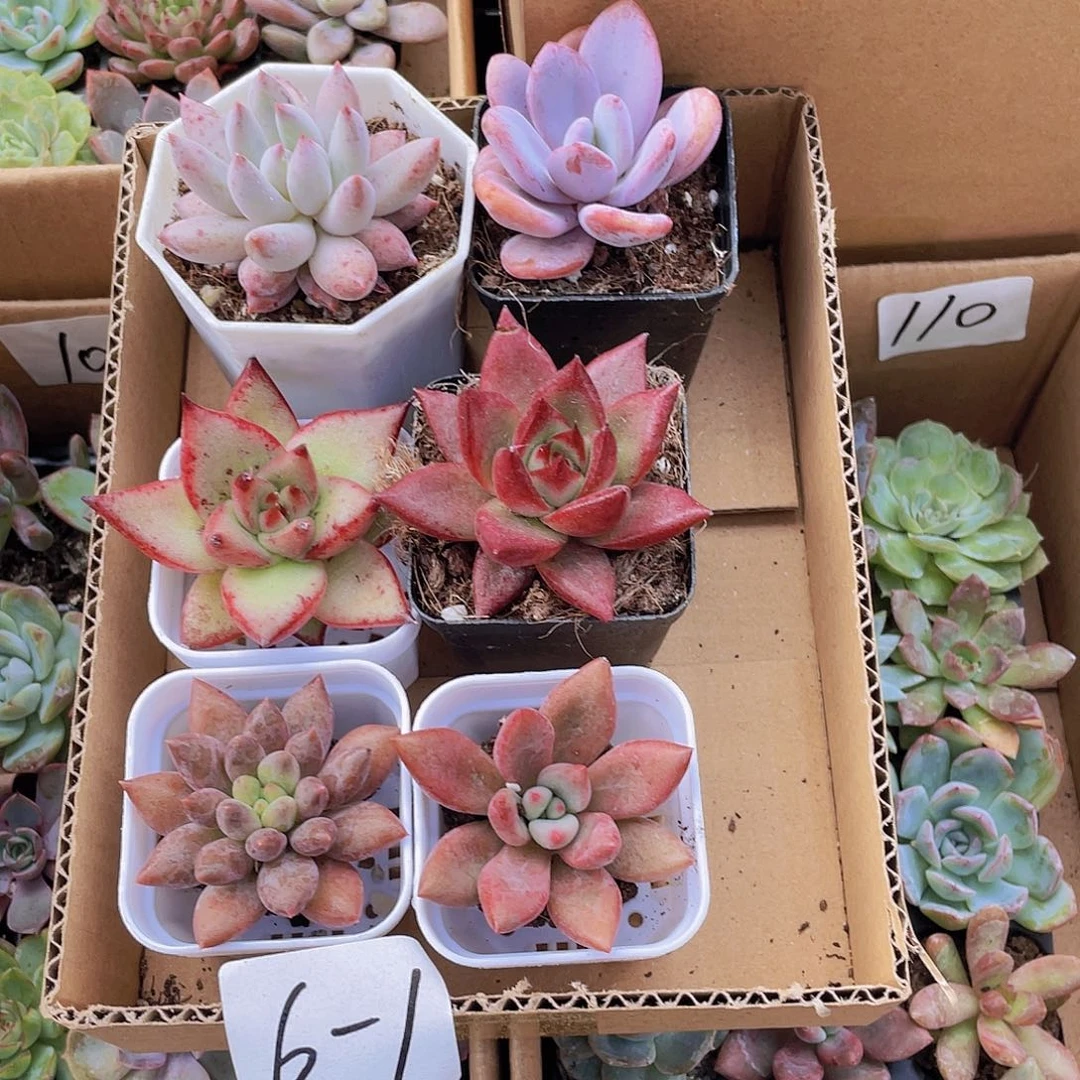 【量拍】6颗-1号约4-5厘米带盆土