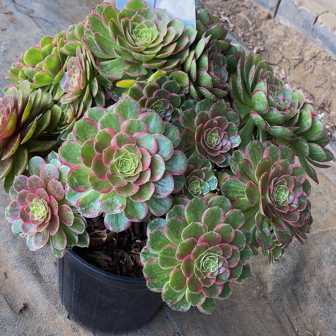 多肉法师44号莲花座发货不包损