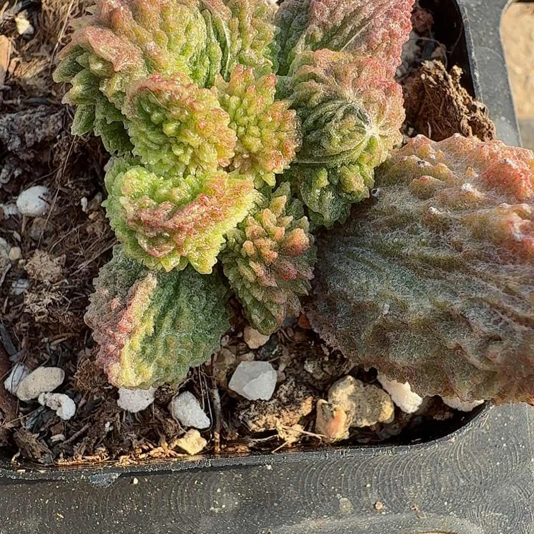 紫*朱紫玉     变异