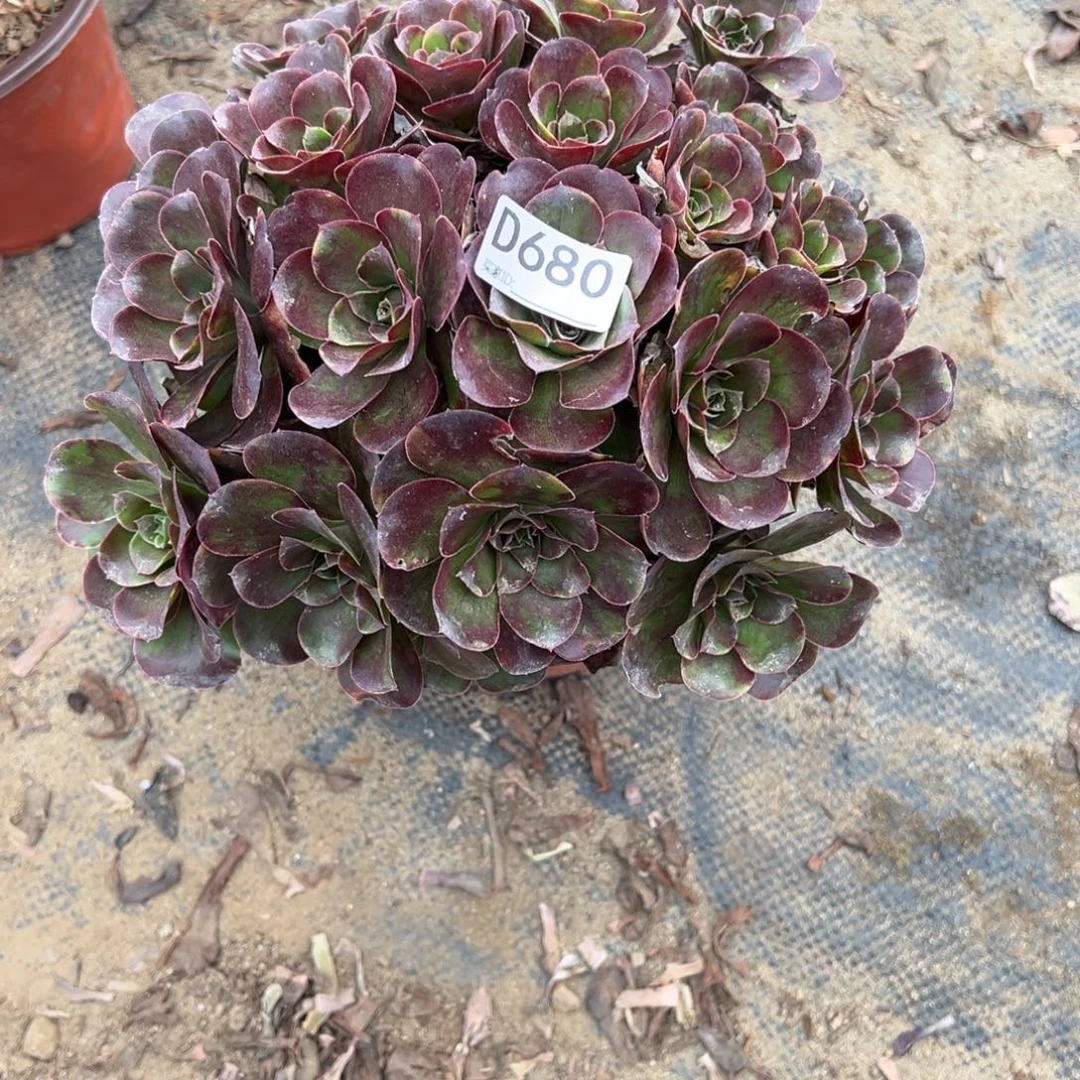 680玫金玫瑰多肉植物法师