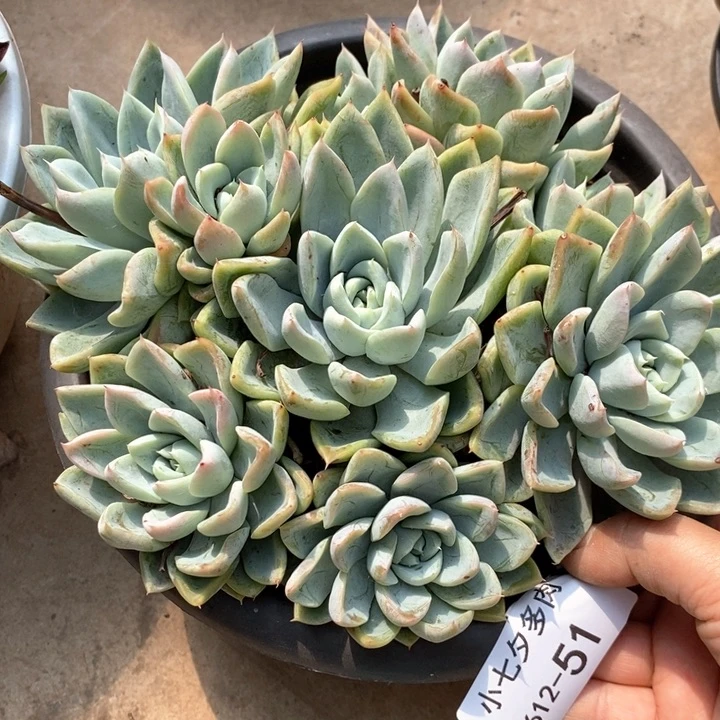 小七夕多肉安妮公主51