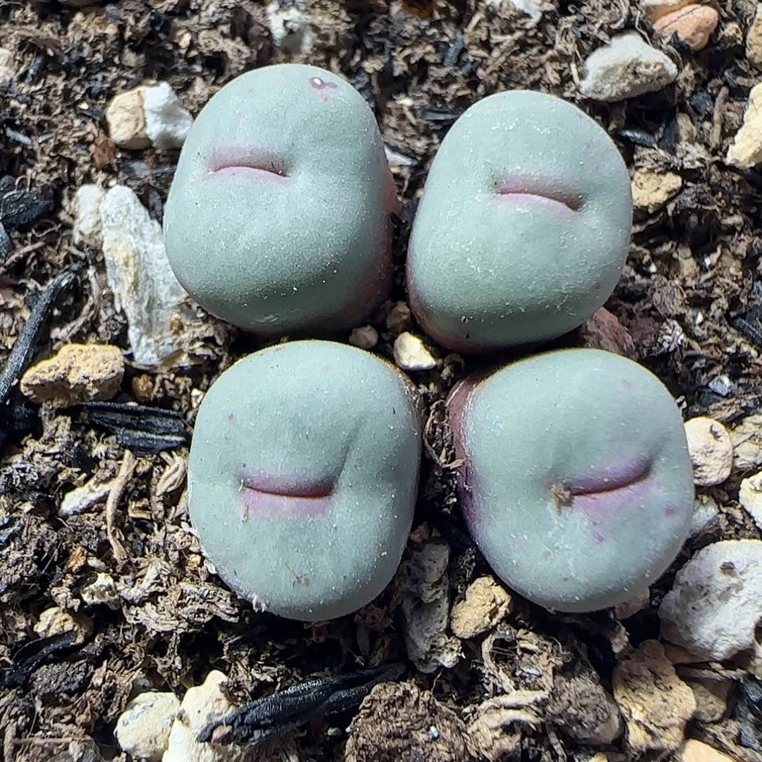 哈哈哈哈哈集。   869