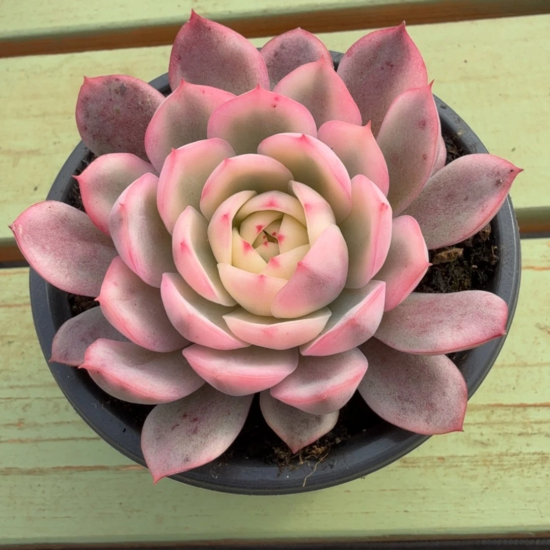粉水晶锦锦上园艺一物一拍