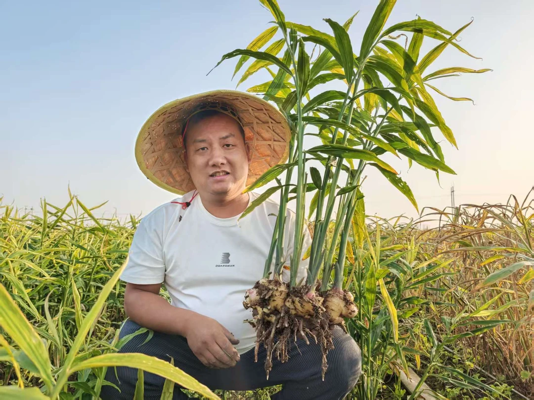 张超家新鲜现挖河南大黄姜
