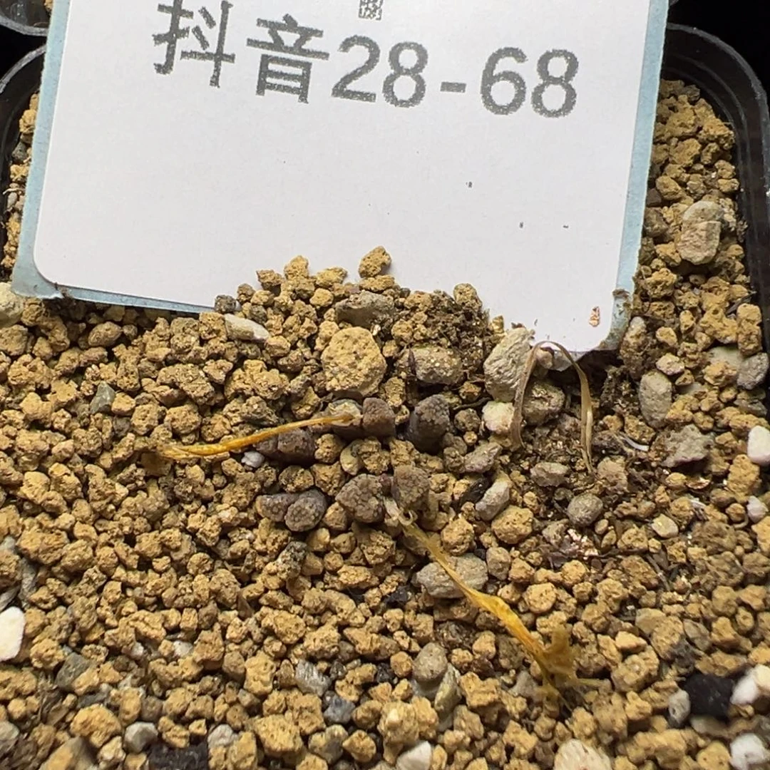 28-68肉锥多肉植物