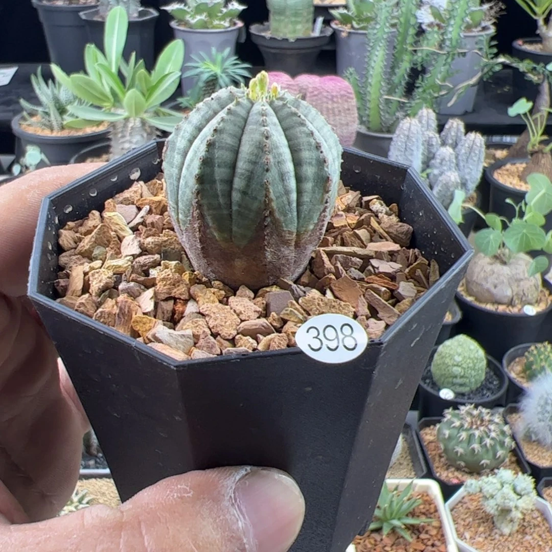 锈斑布纹球3一物一拍带盆发