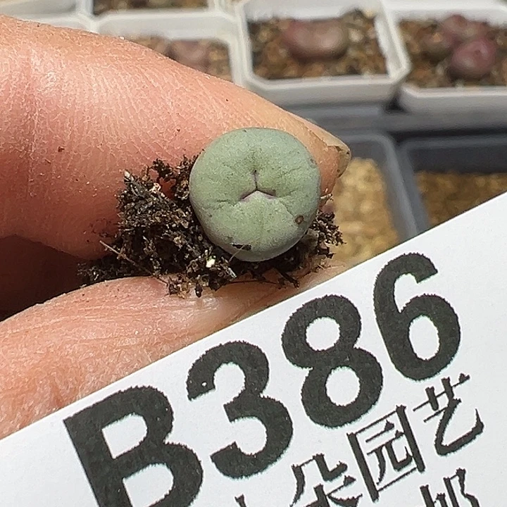 386号小红嘴多肉植物