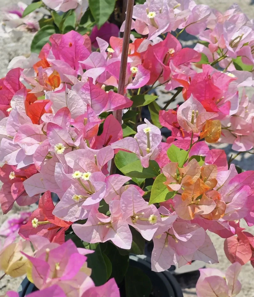 “橙红口三角梅，花色多变勤花，美如梦幻调色板”