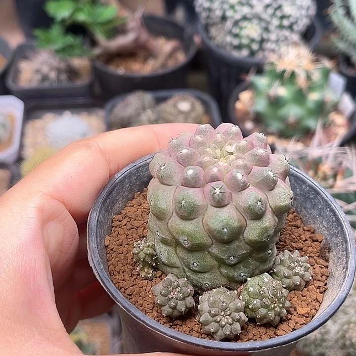 无花朵蜥蜴皮群一颗