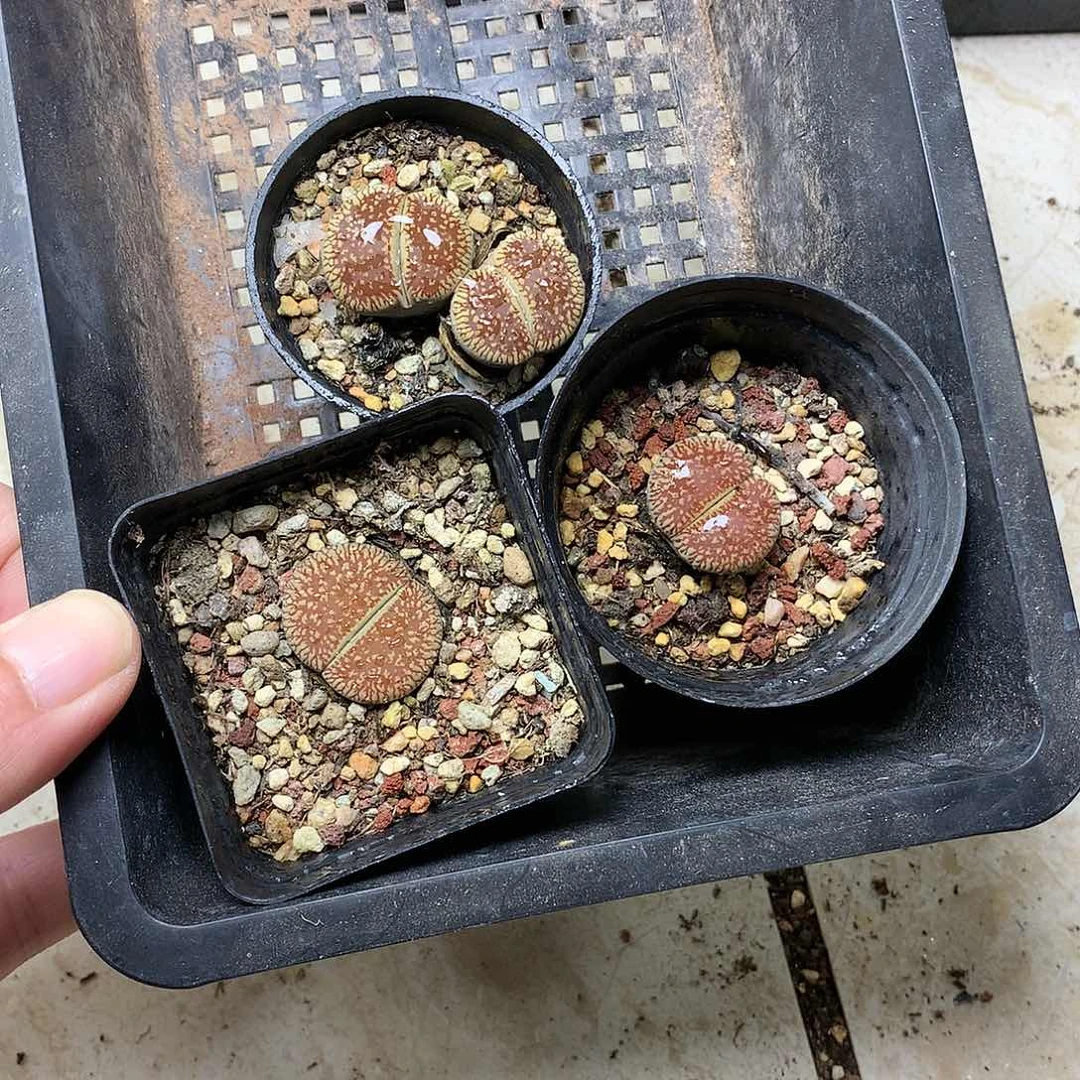 幺*零G246多肉植物保护
