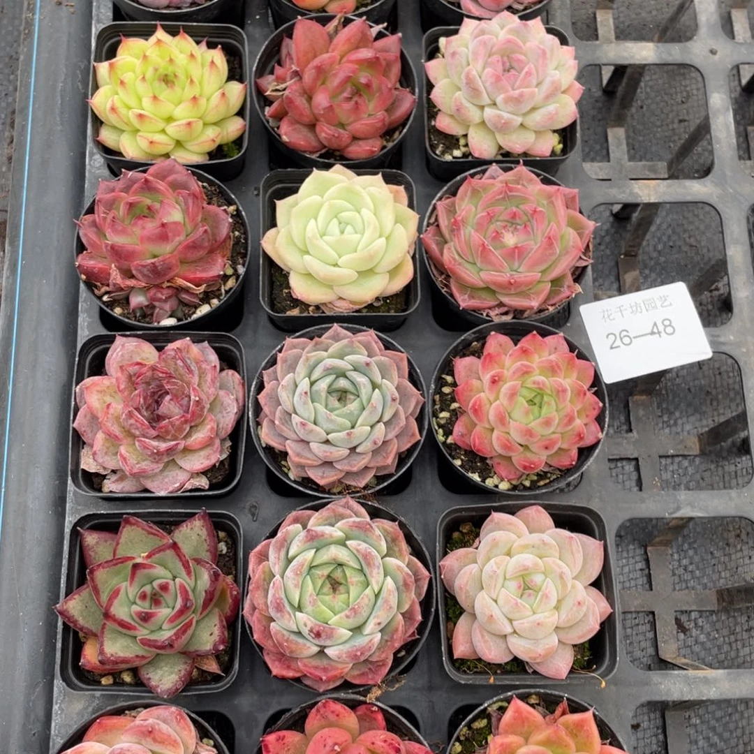 一物一拍18棵26-48