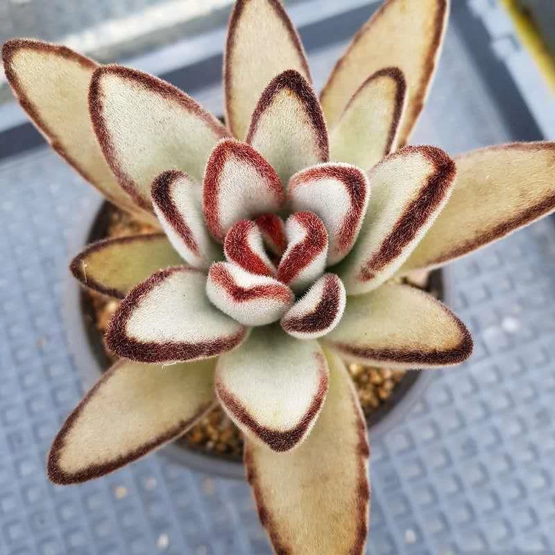 稀有贵货包邮月兔耳多肉老桩大颗群生多肉植物