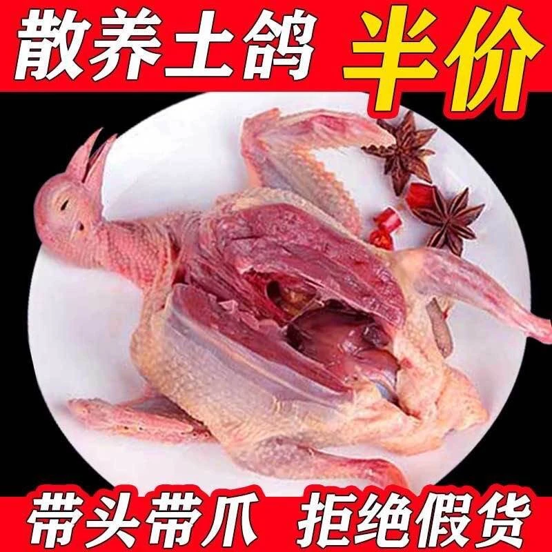 2年鸽子冰冻鸽子活的白条冰鲜烧烤乳鸽新鲜鸽子煲汤4只