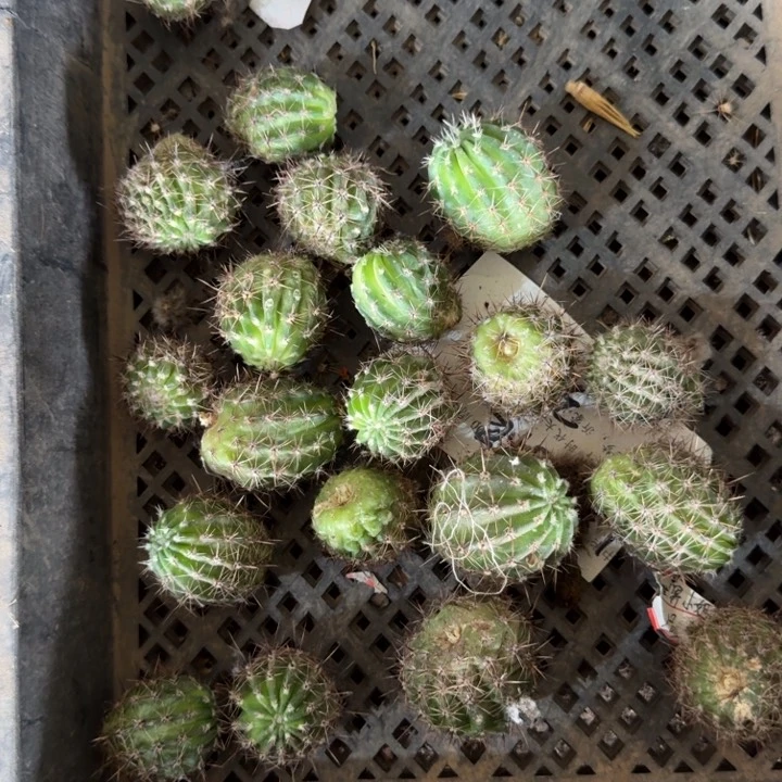 267彩草红衣3个不好徒长伤斑无根侧牙2公分左右，20包邮