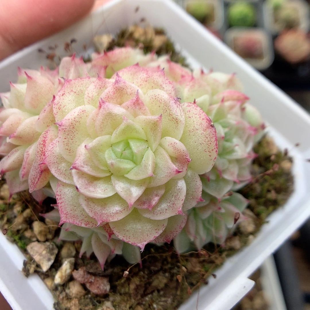 B11定繁编号麦杆B04