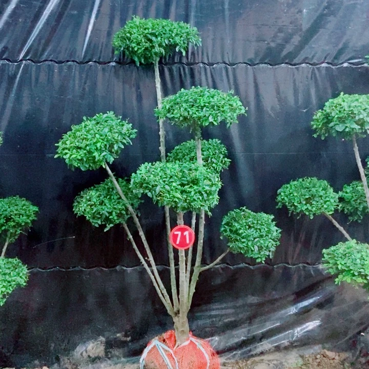 无花朵一物一图一物一拍