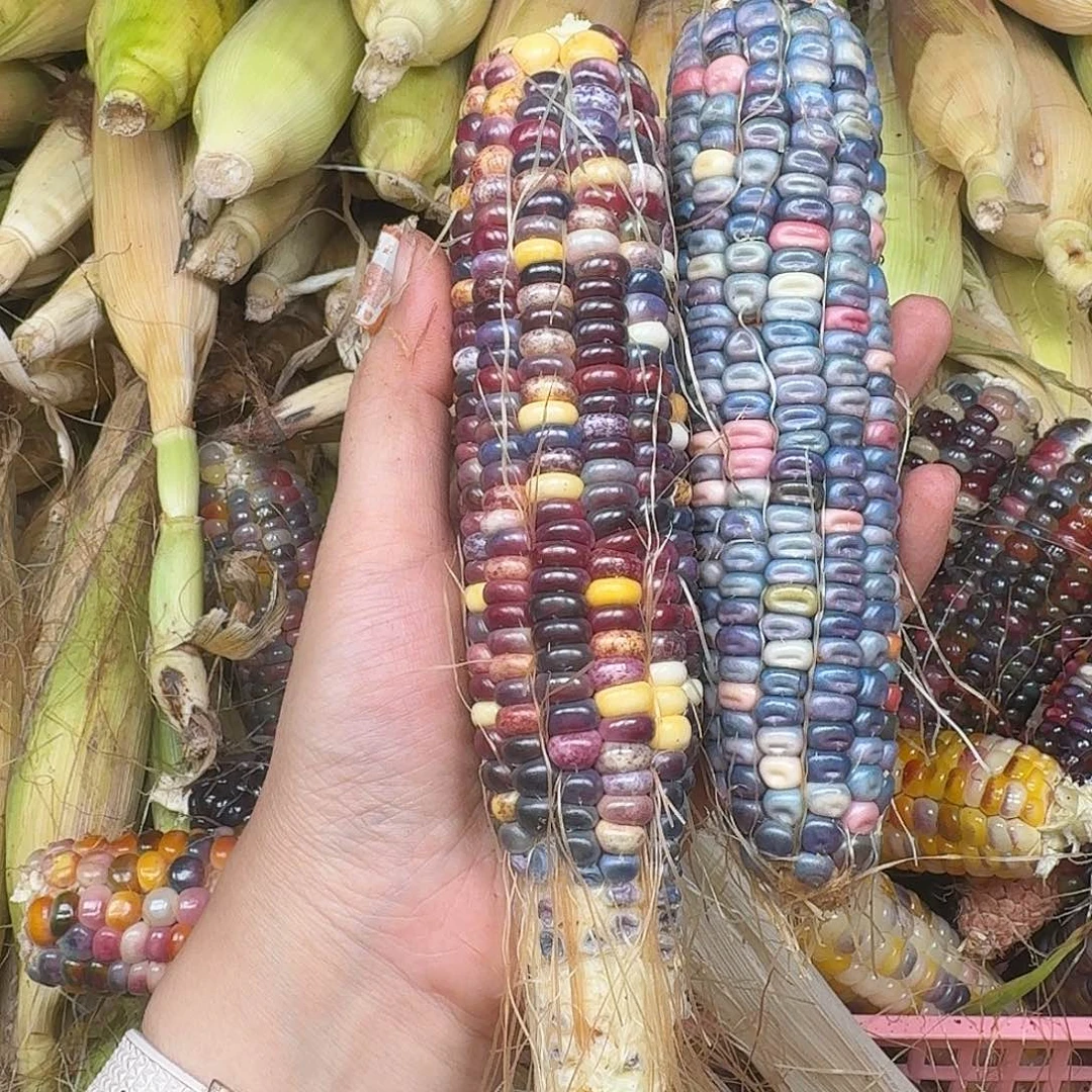 X***e大叶紫檀（黑酸枝木类）