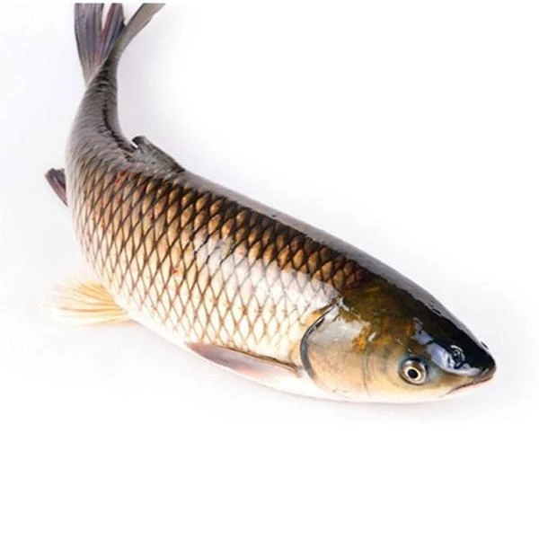 【草鱼】3斤±100g
