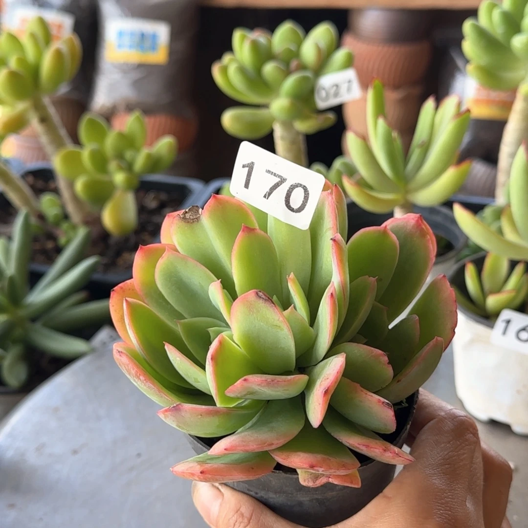 170号 一物一拍 一物一拍