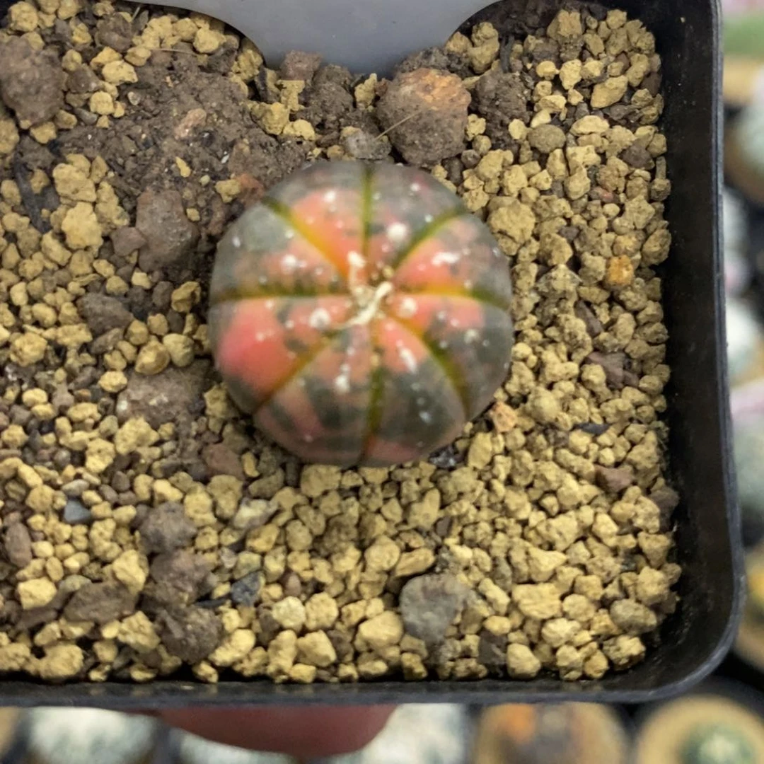 859小红兜锦福利多多