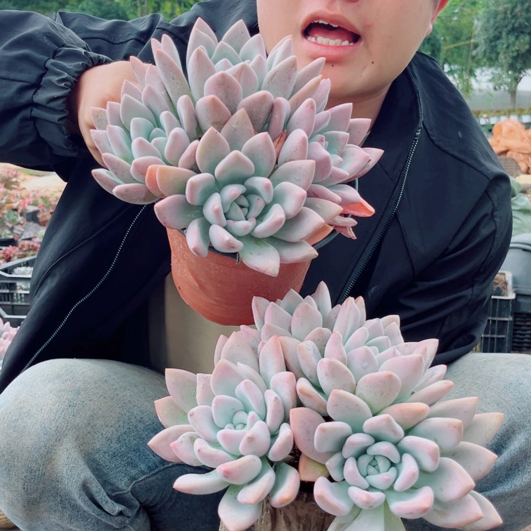 奥普琳娜精品多肉植物一颗