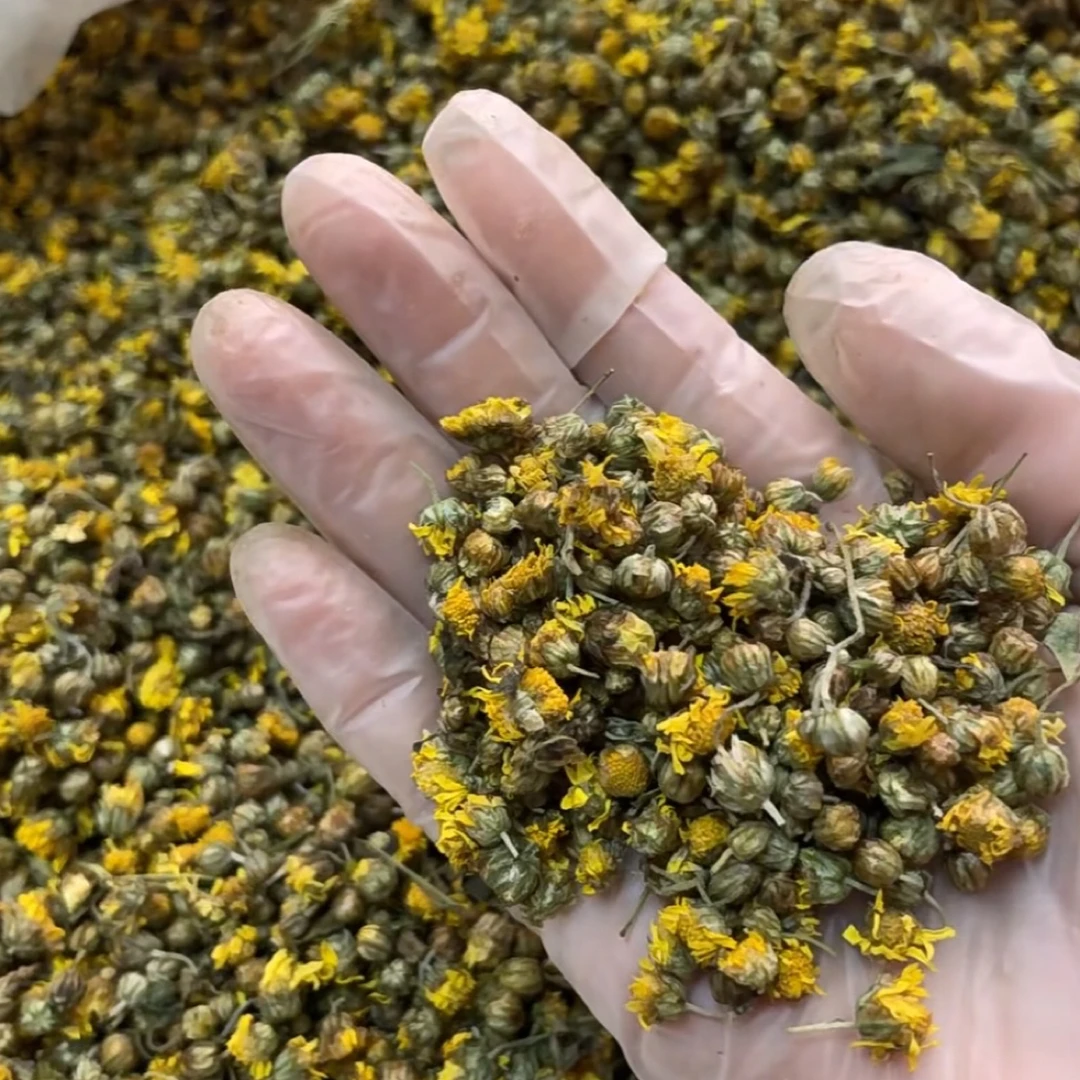 贵州高山野菊花（陆安伟专属）实际以现场收货为主