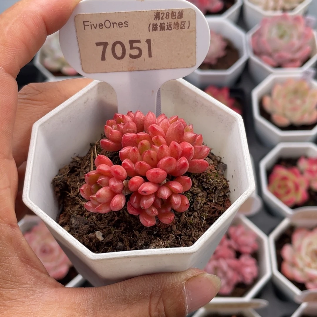 鸡血红宝石7051-4.5厘米