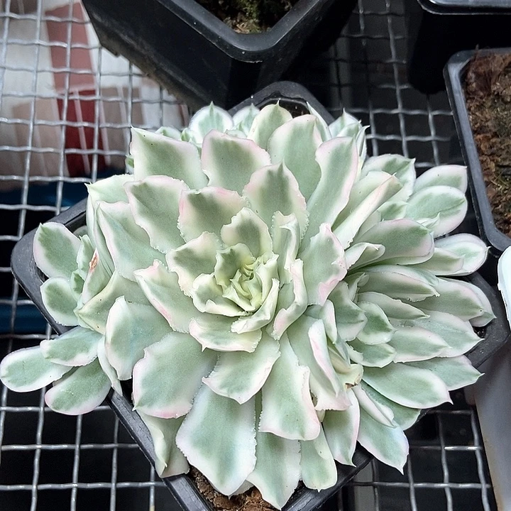 紫蝴蝶锦多肉植物