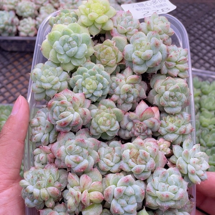 云糖心多肉植物228
