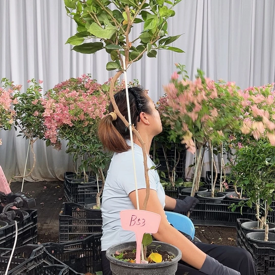 杯***花当前无花栽培后可以开花B53变色龙